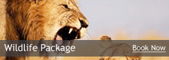 Wildlife Package