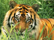 Corbett National Park Uttaranchal