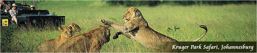  Kruger Park Safari, Johannesburg