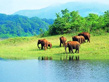 Periyar Wildlife Sanctuary Kerala