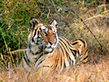 Ranthambore National Park