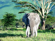 Tanzania Wildlife